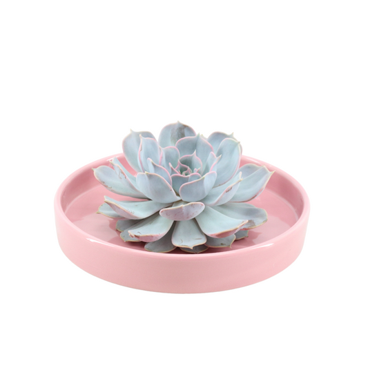 Sukkulente - Echeveria Lilacina im Schiefer 'Rosa' - Zimmerpflanze - Ø20cm - ↕5cm 
