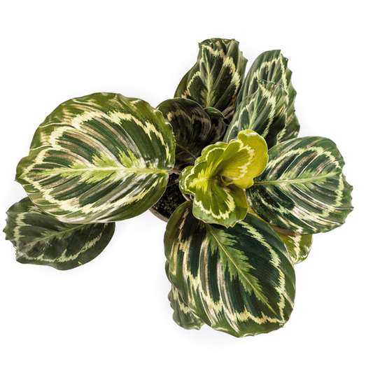 Calathea Medallion – Korbmarante – Ø17cm – ↕40-50cm – Exotische Zimmerpflanze mit dekorativen Blättern – Pflegeleicht & luftreinigend – Für Wohnräume & Büro 