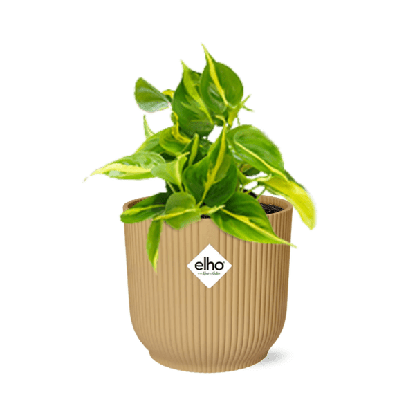 Baumfreund - Philodendron Scandens 'Brasil' - Zimmerpflanze - Topf Vibes Falten 14cm Gelb