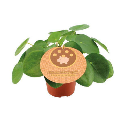 Chinesischer Geldbaum - Pilea Peperomioides - Zimmerpflanze - Ø12cm - ↕20cm