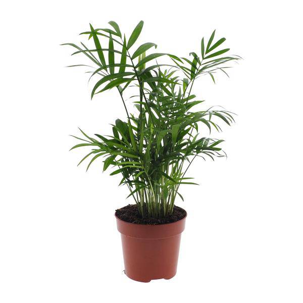 Chamaedorea Elegans - Mexikanische Bergpalme - Ø17cm - ↕55cm - Ø12cm - ↕40cm - Oasis of Life