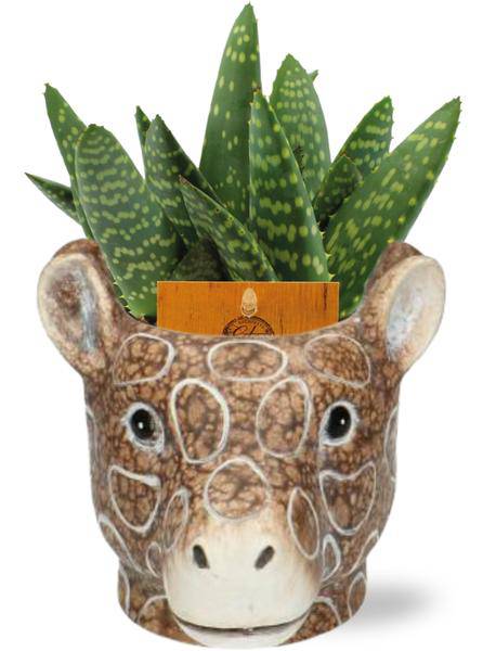 Aloe Paradisicum – Aloe Zimmerpflanze Ø10,5cm – ca. 15cm hoch – Mit dekorativem Giraffe Braun Topf Ø11/14x11cm – Pflegeleicht & robust – Für Wohnraum & Büro 