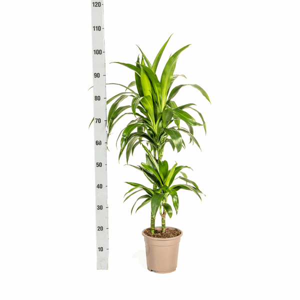 Dracaena Deremensis Lisa Ø19cm - ↕70 - 90cm
