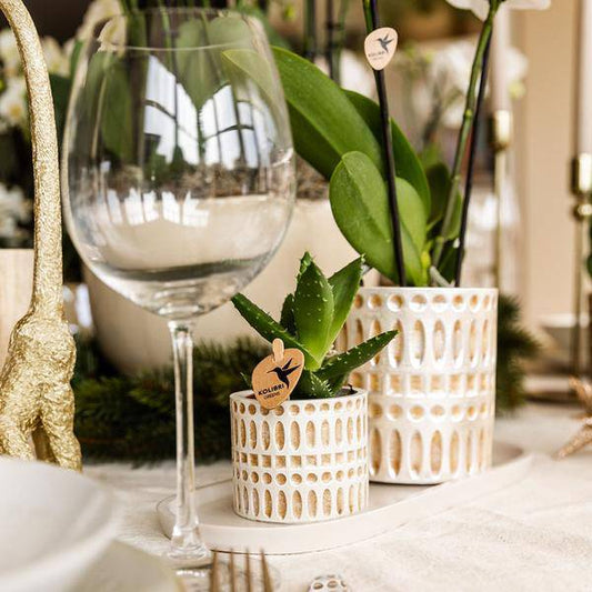 Pflanzenset Weiße Phalaenopsis Orchidee Amabilis & Sukkulente – Keramiktöpfe Mosaik – Auf cremefarbenem organischem Tablett – Elegante Deko für Wohnraum & Büro 