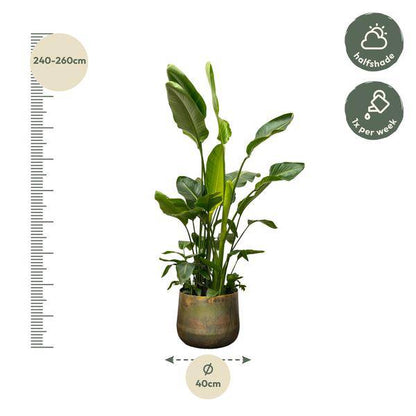 Strelitzia Nicolai - Baumstrelitzie - Zimmerpflanze - 250 cm - ø40cm