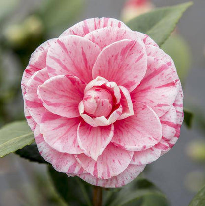 Kamelie - Camellia japonica Bonomiana - Ø19 - ↨65cm 