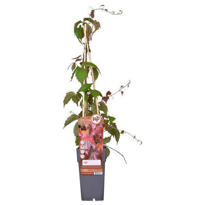 Dreilappige Jungfernrebe - Parthenocissus tricuspidata 'Veitch Boskoop' - Ø15cm - ↕65cm
