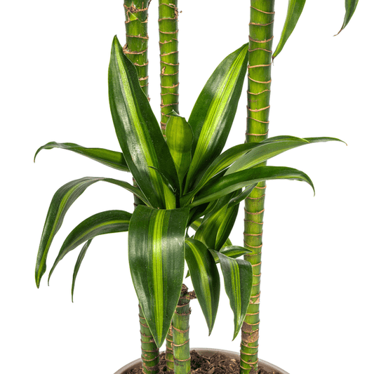 Dracaena Deremensis Hawaiianischer Sonnenschein Ø27cm - ↕180cm - Oasis of Life