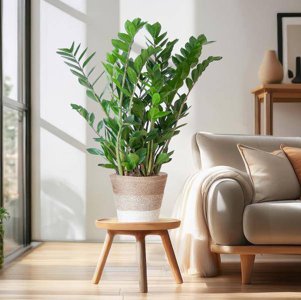Zamioculcas Zamiifolia 80cm – Glücksfeder Zimmerpflanze Ø21cm – pflegeleichte & robuste Pflanze für Zuhause & Büro – inkl. handgeflochtenem Jutekorb Lissabon Weiß 