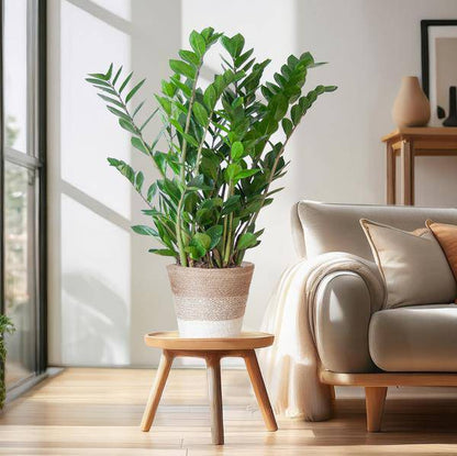 Zamioculcas Zamiifolia 80cm – Glücksfeder Zimmerpflanze Ø21cm – pflegeleichte & robuste Pflanze für Zuhause & Büro – inkl. handgeflochtenem Jutekorb Lissabon Weiß 