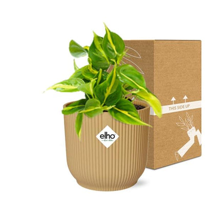 Baumfreund - Philodendron Scandens 'Brasil' - Zimmerpflanze - Topf Vibes Falten 14cm Gelb