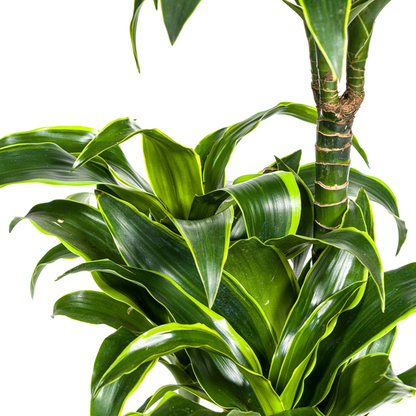 Dracaena Deremensis Dorado – Drachenbaum – Zimmerpflanze – Ø21cm – Höhe 100–120cm – Dunkelgrüne Blätter mit gelbem Rand – Pflegeleicht & dekorativ 