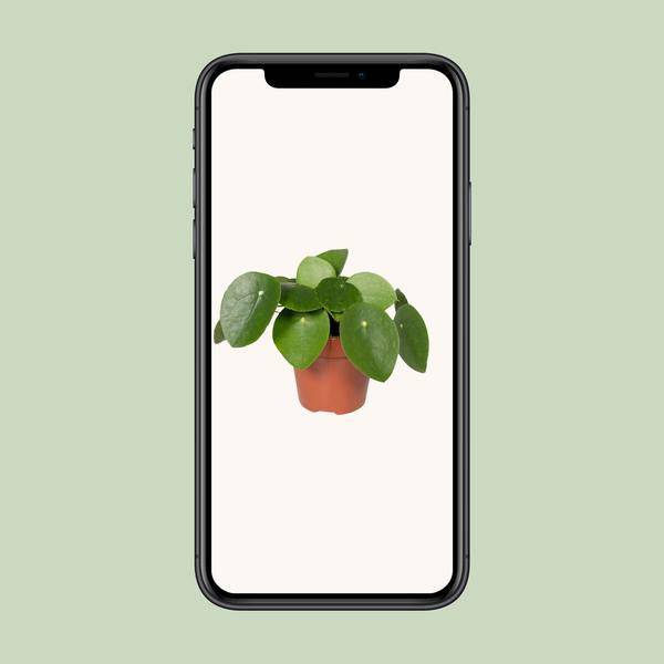 Pilea Peperomiodes - Pfannkuchenfabrik - Ø12cm - ↕20cm - Oasis of Life