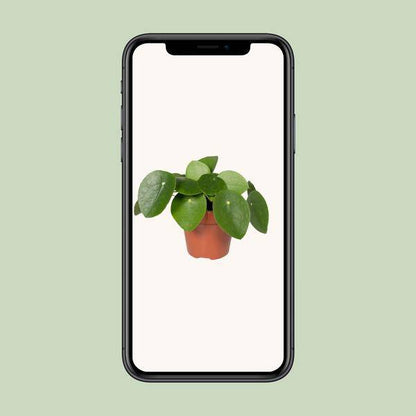Pilea Peperomiodes - Pfannkuchenfabrik - Ø12cm - ↕20cm - Oasis of Life