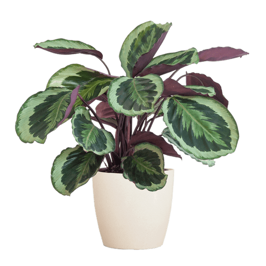 Calathea Medaillon 65cm – Korbmarante Zimmerpflanze Ø21cm im weißen Viber Topf – dekorative tropische Grünpflanze mit gemusterten Blättern 