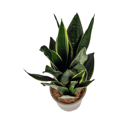 Sansevieria Trifasciata Futura Schwarz - Bogenhanf - Zimmerpflanze - Ø17cm - ↕45-55cm