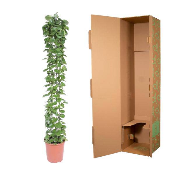 Arabischer Efeu - Cissus rotundifolia - Gitterrost - Zimmerpflanze - 160cm - ø27cm