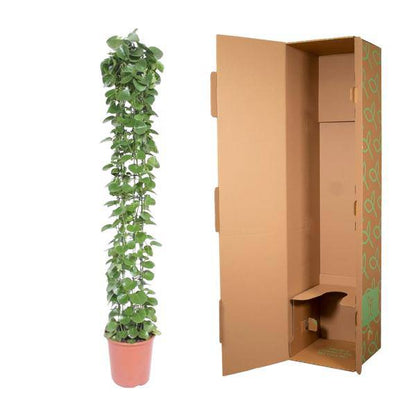 Arabischer Efeu - Cissus rotundifolia - Gitterrost - Zimmerpflanze - 160cm - ø27cm