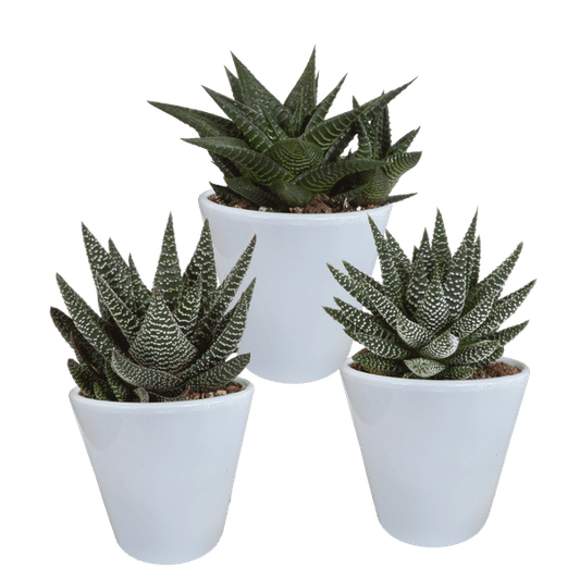 Sukkulente - Gasteria/Haworthia - Mix - 8,5 cm - im Topf - 3 Stück 