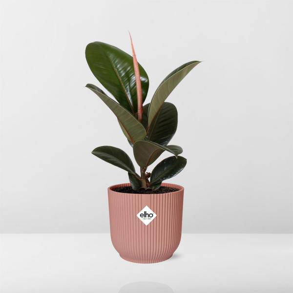 Gummibaum - Ficus Elastica 'Robusta' - Zimmerpflanze + Topf Vibes Fold 14cm Rosa