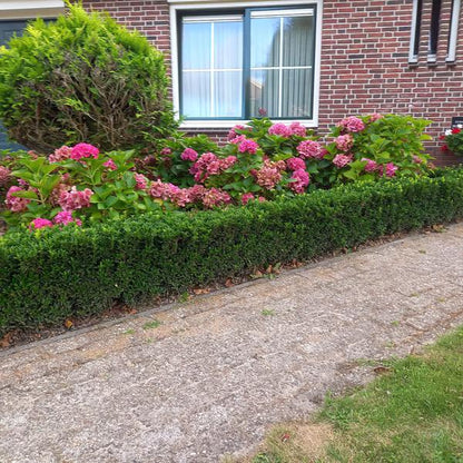 Japanischer Spindelstrauch Euonymus japonicus 'Grüne Turmspitze' – 40 Pflanzen – ↕10-25cm – Ø9cm – Immergrün & Kompakt – Buchsbaum-Ersatz – Für Hecken, Beete & Solitär
