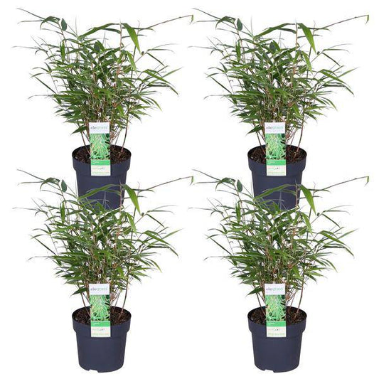 Schirmbambus Fargesia rufa – 4er-Set – ca. 40cm hoch Ø14cm – Kompakter, horstbildender Bambus – Winterhart & pflegeleicht – Für Garten, Balkon & Teichrand