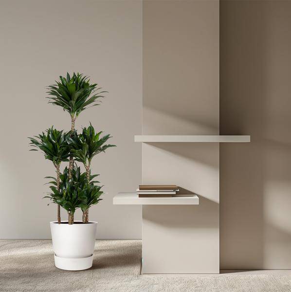 Drachenbaum – Dracaena Compacta Karussell 130cm – Ø31cm – Zimmerpflanze mit dunkelgrünen glänzenden Blättern – Robuste pflegeleichte Grünpflanze für Wohnzimmer, Büro & Wintergarten 