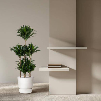 Drachenbaum – Dracaena Compacta Karussell 130cm – Ø31cm – Zimmerpflanze mit dunkelgrünen glänzenden Blättern – Robuste pflegeleichte Grünpflanze für Wohnzimmer, Büro & Wintergarten 