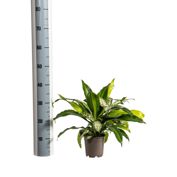 Gemischte Kombi Ø17cm - ↕60cm - Oasis of Life