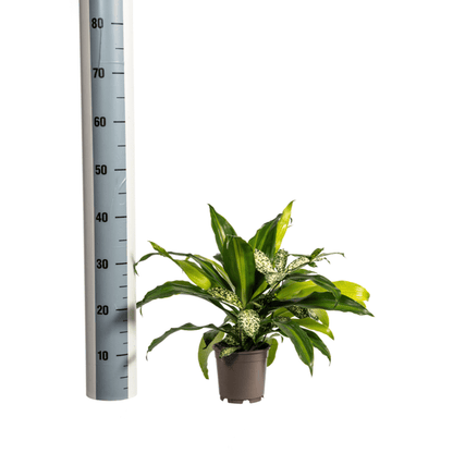 Gemischte Kombi Ø17cm - ↕60cm - Oasis of Life