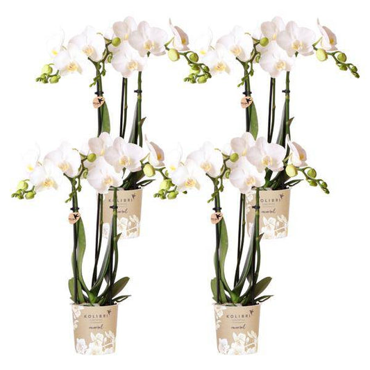 Phalaenopsis Orchideen Amabilis Weiß – Ø9cm – Zimmerpflanze – 4 Orchideen – edle weiße Multiflora Orchideen mit 2–3 Zweigen 