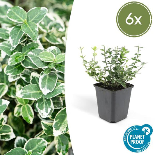 Kletter-Spindelstrauch Euonymus fortunei 'Emerald 'n Gaiety' – 6 Pflanzen – ↕10-25cm – Ø9cm – Winterhart & pflegeleicht – Bodendecker, Hecke & Solitär