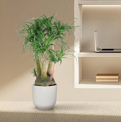 Beaucarnea – Klumpstamm 110cm – Ø41cm – Zimmerpflanze mit exotischem Look – Elefantenfuß mit dickem Stamm & langen Blättern – Pflegeleichte Grünpflanze für Wohnzimmer, Büro & Wintergarten 