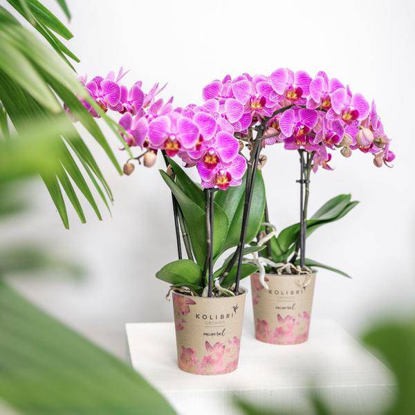 Kolibri Orchids | Lila/rosa Phalaenopsis Orchidee - Mineral Vienna - Topfgröße Ø9cm | blühende Zimmerpflanze - frisch vom Züchter - Oasis of Life