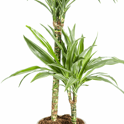 Dracaena Deremensis Weiß gestreift Ø19cm - ↕70 - 90cm