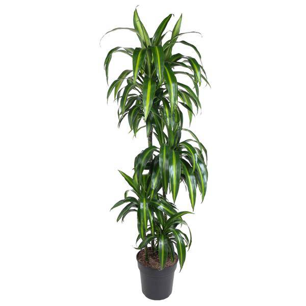 Drachenbaum – Dracaena Hawaiiana 180cm – Ø24cm – Elegante Zimmerpflanze mit hellgrünen glänzenden Blättern – Pflegeleichte Grünpflanze für Wohnzimmer, Büro & Wintergarten 