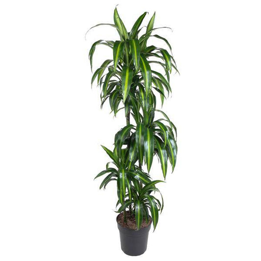 Drachenbaum – Dracaena Hawaiiana 180cm – Ø24cm – Elegante Zimmerpflanze mit hellgrünen glänzenden Blättern – Pflegeleichte Grünpflanze für Wohnzimmer, Büro & Wintergarten 