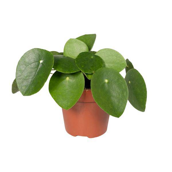 Pilea Peperomiodes - Pfannkuchenfabrik - Ø12cm - ↕20cm - Oasis of Life