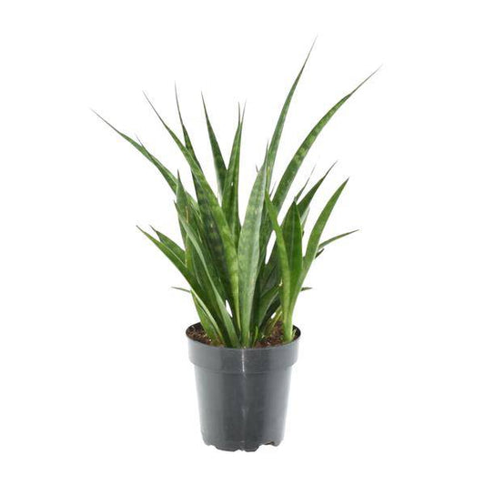 Sansevieria kirkii Friends - Bogenhanf - Zimmerpflanze - ↕38 cm - ø12cm 