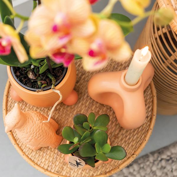 Rollender Pfirsichblumentopf - Pfirsichfarbener Keramiktopf - Ø9cm - Oasis of Life
