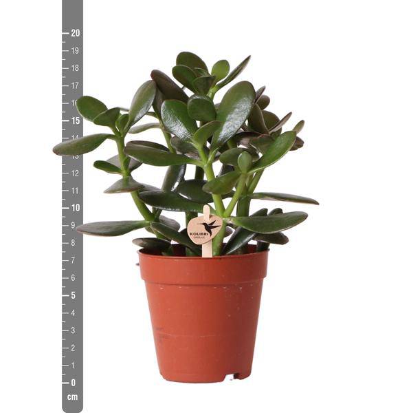 Grüne Pflanze - Sukkulente Crassula Ovata - grüne Zimmerpflanze - frisch aus der Gärtnerei - Ø9cm - Oasis of Life