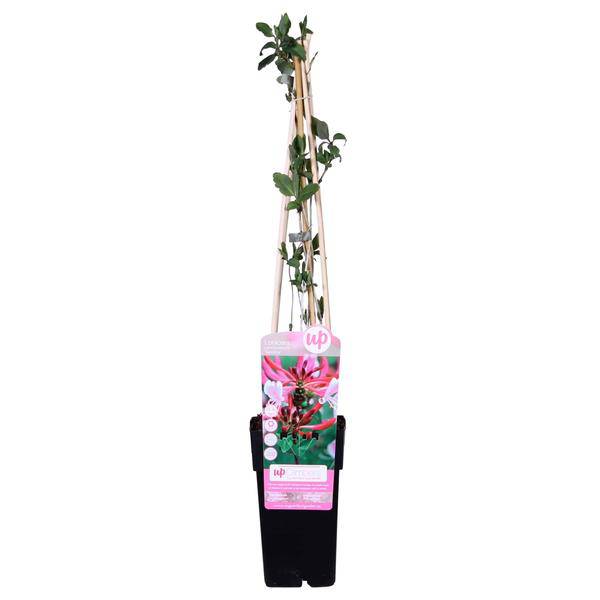 Wald Geißblatt - Lonicera periclymenum 'Serotina' - Ø15cm - ↕65cm