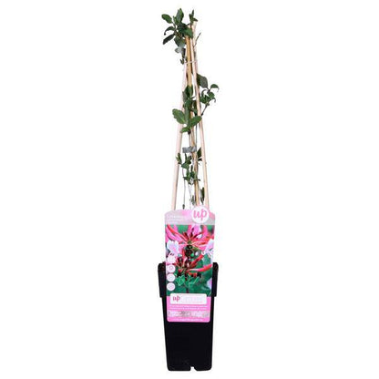Wald Geißblatt - Lonicera periclymenum 'Serotina' - Ø15cm - ↕65cm