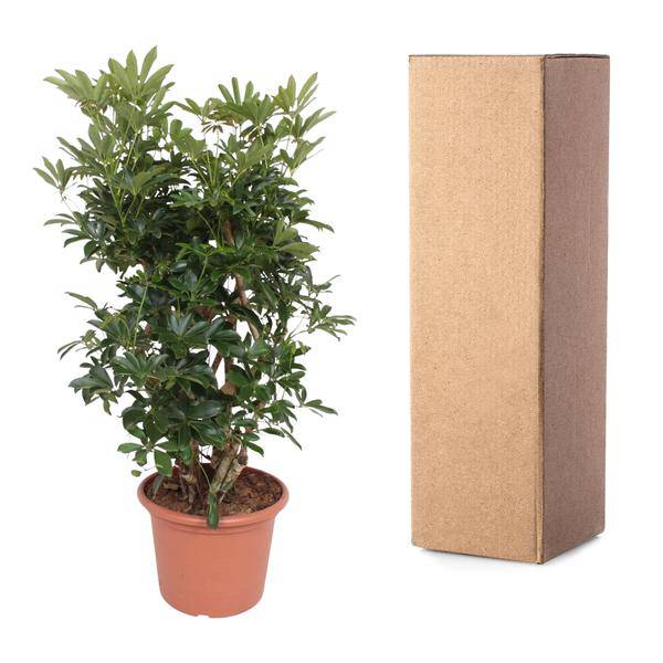 Strahlenaralie - Schefflera Arboricola Compacta - Zimmerpflanze - 140cm - ø40cm