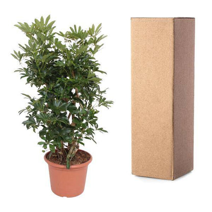 Strahlenaralie - Schefflera Arboricola Compacta - Zimmerpflanze - 140cm - ø40cm