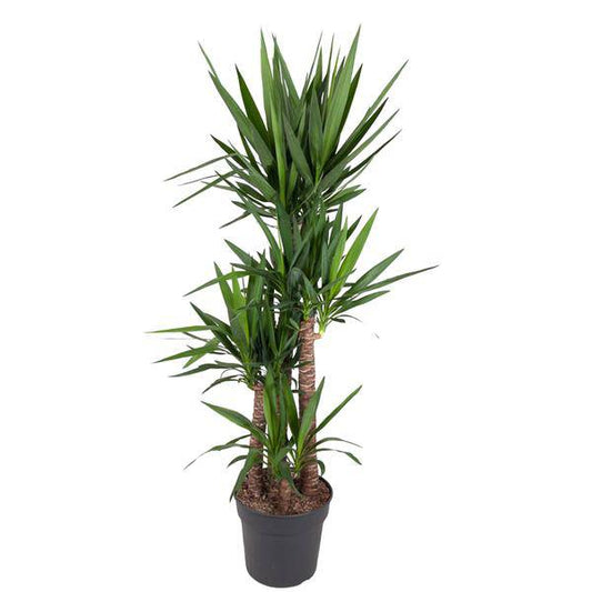 Riesen-Palmlilie – Yucca Elephantipes – Zimmerpflanze – Ø34cm – ↕180cm – Pflegeleicht & Robust – Für Innen & Außen 