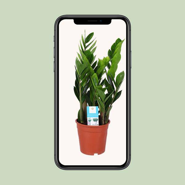 Glücksfeder - Zamioculcas Zamiifolia - Zimmerpflanze - Ø17cm - ↕60cm