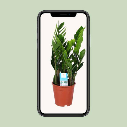 Glücksfeder - Zamioculcas Zamiifolia - Zimmerpflanze - Ø17cm - ↕60cm