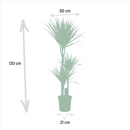 Dracaena Marginata - Ø21cm - ↕120cm - Oasis of Life