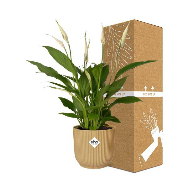 Einblatt - Spathiphyllum Torelli - Zimmerpflanze - 12cm + Topf Vibes Fold 14cm Gelb
